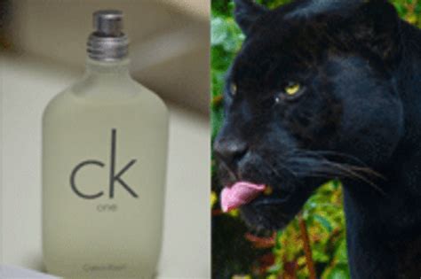 does calvin klein use cat urine in perfumes|calvin klein cheetahs.